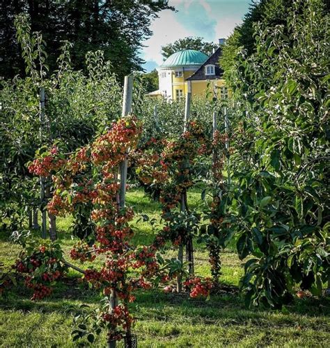 Fresh Mini Fruit Orchard 6 Practical Gardening Steps The Garden