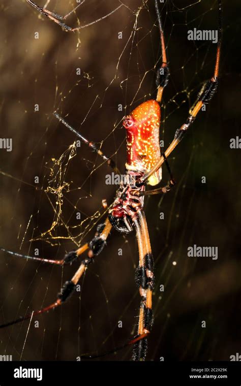 A Nephila Clavata A Type Of Orb Weaver Spider Stock Photo Alamy