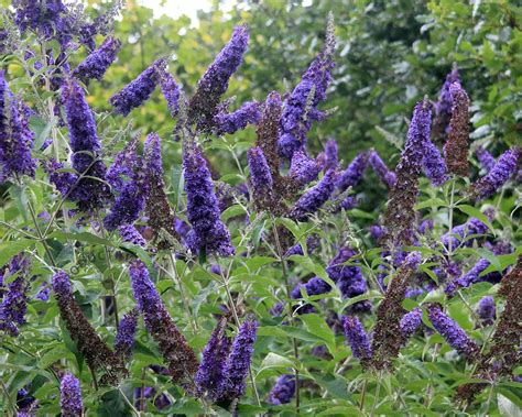 Buddleja Davidii Empire Blue Vlinderstruik Tuinplantenwinkel Nl