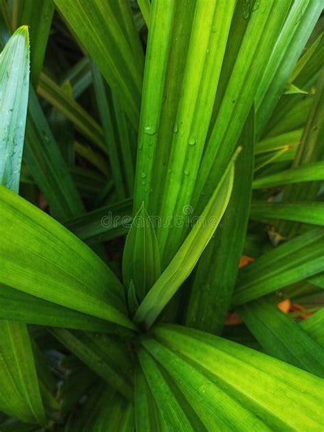 The Leaves Are An Important Component In The Culinary Traditions Of