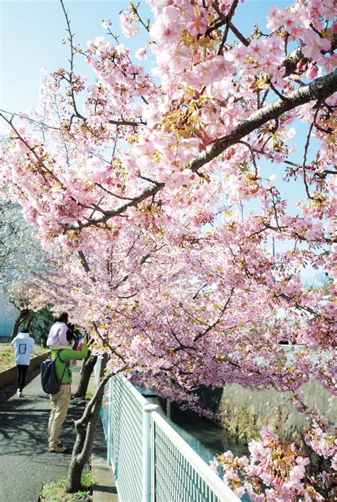 春告げる 河津桜 五反田川沿い、満開に 多摩区・麻生区 タウンニュース