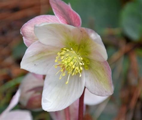 Helleborus Pink Beauty Kwekerij Margriet