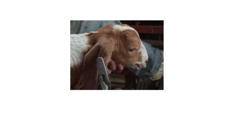 How To Tattoo And Ear Tag Goats Cals