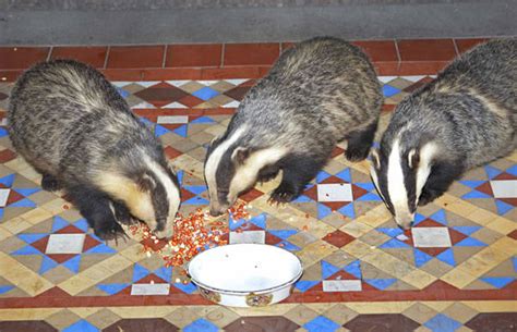 Badgers - Pets Cute and Docile