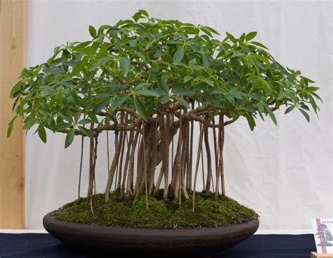 Hawaiian Umbrella Tree Care