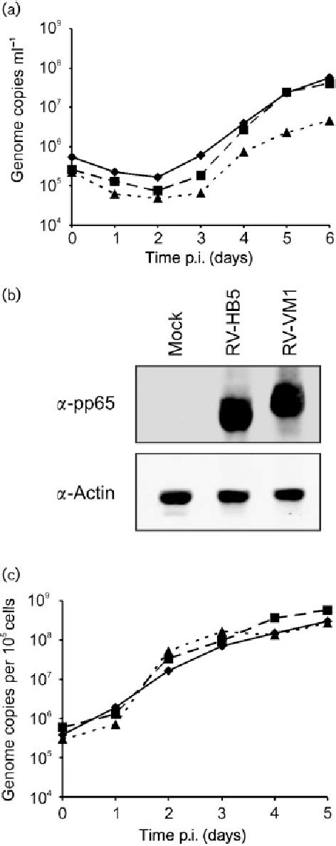 Figure From Modification Of The Major Tegument Protein Pp Of Human