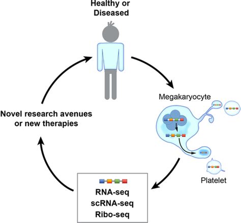 Megakaryocyte And Platelet Transcriptomics For Discoveries In Human