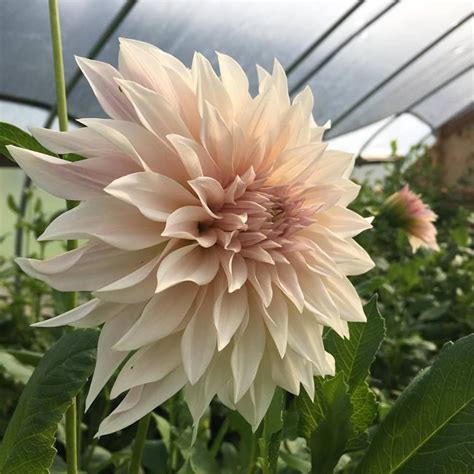 Cafe Au Lait Dahlia Cafe Au Lait Dahlia Dahlia Plants