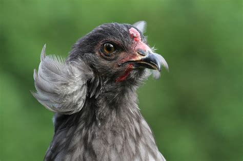 Araucana Chickens: All You Need to Know About Them