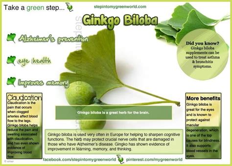 Pin By Golden Gunn On Infographics Health Benefits From Stepintomygreenworld Ginkgo Ginkgo