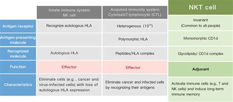 Natural Killer T Nkt Cells ｜ Ambicion