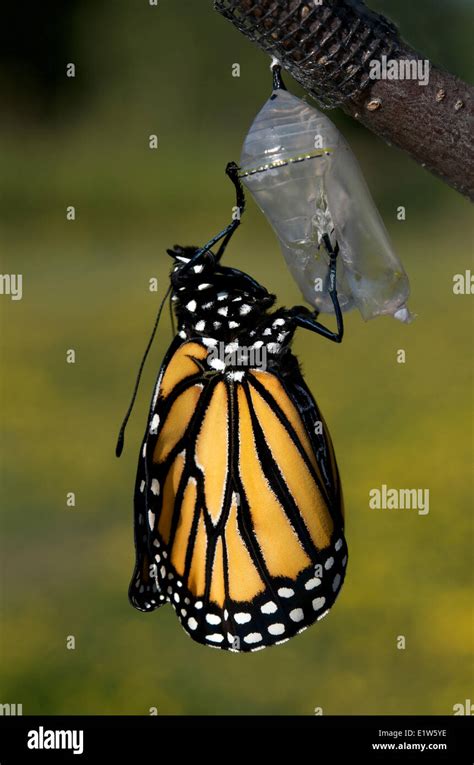 Monarch Butterfly Danaus Plexippus In Chrysalis Emerged Chrysalis