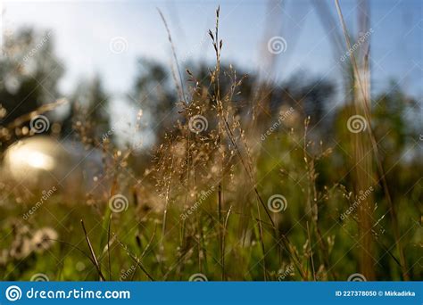 Fondo Natural Real Un Campo De Flores Silvestres Inundado De Luz