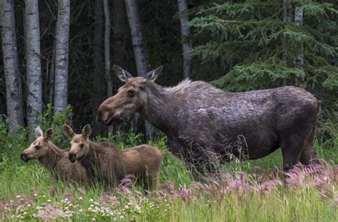 European Moose By Josh Rafin - Wild Deer & Hunting Adventures