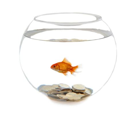 Premium Photo Goldfish In A Fishbowl Isolated Image