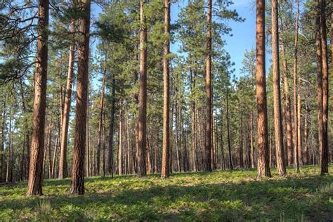 8 Types Of Pine Trees In Arizona - WoodsMan Report