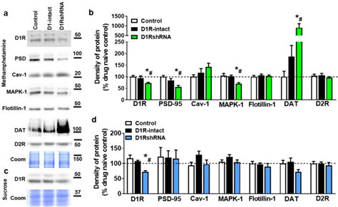 A Representative Immunoblots Of The Various Proteins Used For Western Download Scientific