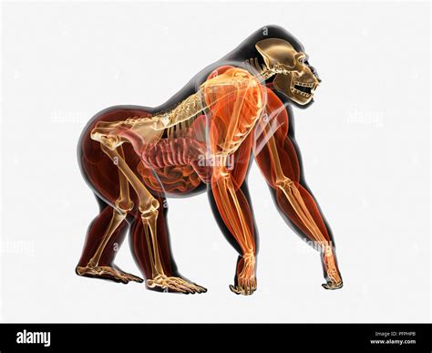 Illustration, anatomy of Gorilla (Gorilla gorilla Stock Photo - Alamy