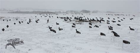 Decoy Spread Photos: Canada Goose Windsocks – White Rock Decoys