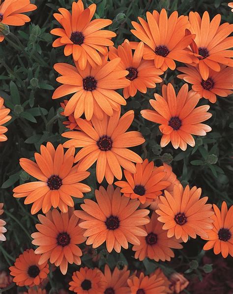 African Daisy How To Grow Osteospermum Plants Garden Design