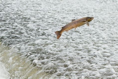 Leaping Salmon Shrewsbury Weir Leaping Salmon Shrewsbury W Flickr