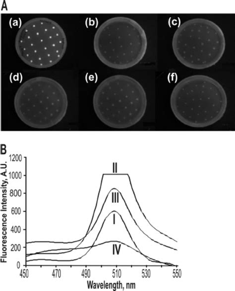 Expression Of GFP A Transformed E Coli BL21 DE3 Cells Were Plated