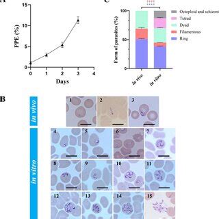 Changes In Parasitemia And Morphology Of In Vitro Cultured B Gibsoni