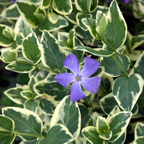 Green Optima - Питомник растений