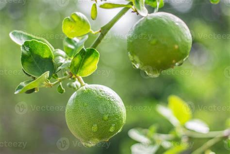 Lemon tree or orange Citrus trees 13105638 Stock Photo at Vecteezy