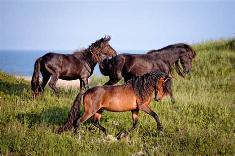 Wild Horses of Sable Island, Nova Scotia, Canada — Bev Pettit Photography