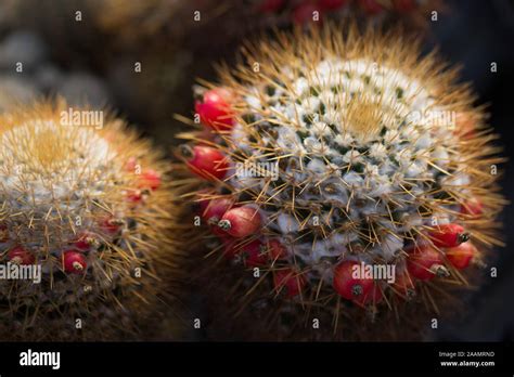 Mammillaria Nivosa Cactus Plant Stock Photo Alamy