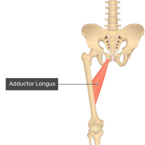 Adductor Longus Cadaver