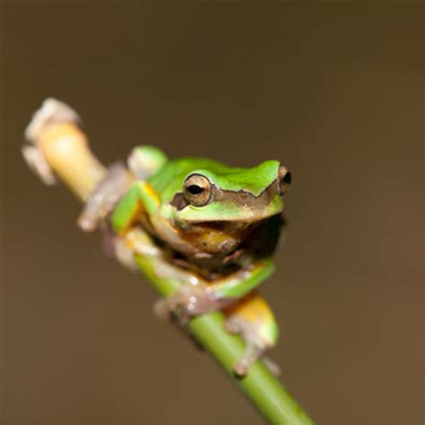 Giant Chinese Green Tree Frogs