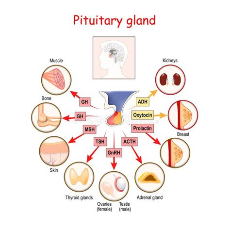 Pituitary Gland Function In Female Body Illustration Of The Pituitary Anatomy With Respective