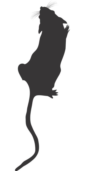 Cat Mouse Rat Rodent Clip art - Cat png download - 360*720 - Free Transparent Cat png Download ...