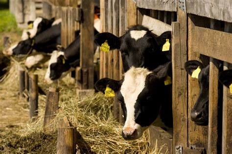 Usda Wants To Strengthen Animal Welfare Rules Under Organic Standard