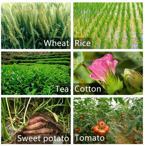 What's the mainly functions of Plant Growth Regulators / Plant Hormones