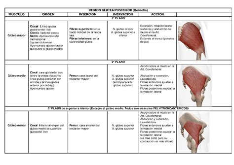 Musculos Region Glutea Region Glutea Posterior Derecho Musculo