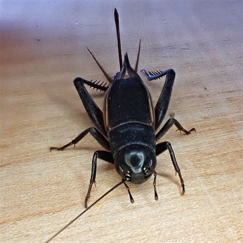 Gryllus Pennsylvanicus Fall Field Cricket Things Of The