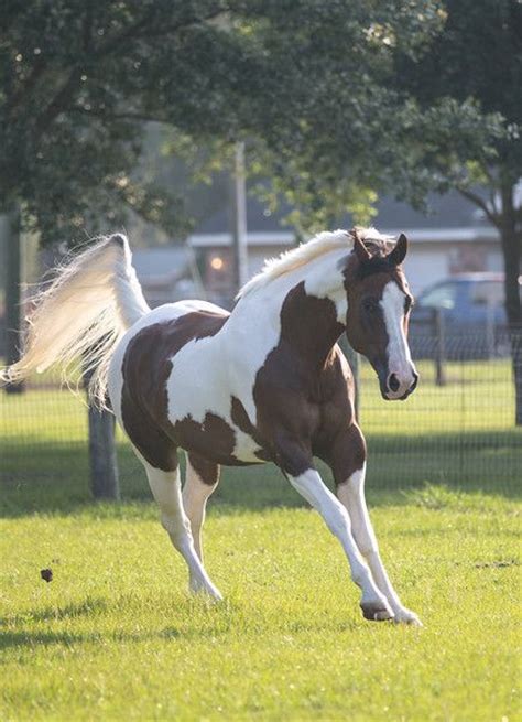 17 Best images about Arabian horse - odd colors on Pinterest | Arabian horses, Ponies and Palomino