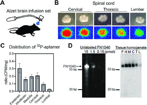 Distribution Of P Labeled Fn In The Cns After Continuous