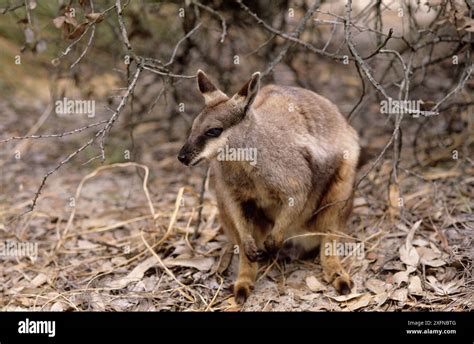 Black Footed Rock Wallaby Petrogale Lateralis Subsp Lateralis With