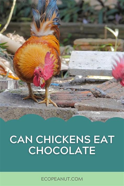 Can Chickens Eat Chocolate Eco Peanut [video] [video] Chicken