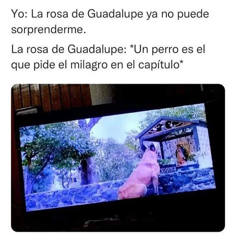 Yo La Rosa De Guadalupe Ya No Puede Sorprenderme La Rosa De Guadalupe