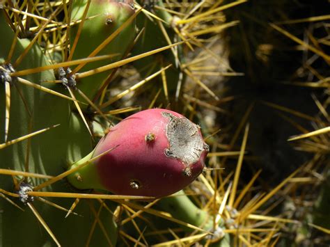 Opuntia stricta - Leon Levy Native Plant Preserve