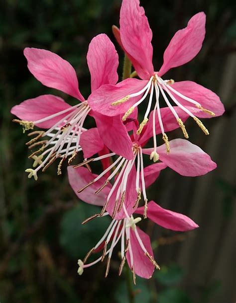 Flower Pink Gaura - Free photo on Pixabay