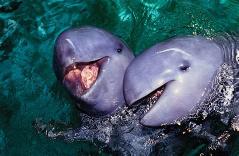 Irrawaddy Dolphin Habitat