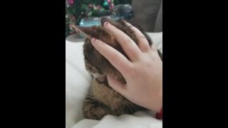 Juliet Capulette S Porn Videos Pornhub