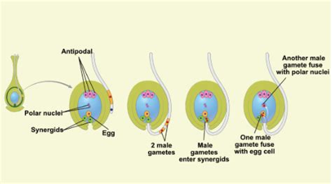 Double Fertilization in Angiosperms : Process & Significance of Double ...