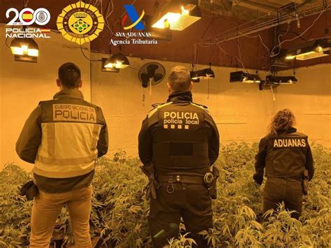 Dos Detenidos Y Dos Plantaciones De Marihuana Desmanteladas En Ma Anet